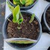 HOSTA 'WIDE BRIM' kak2