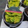 HOSTA 'WIDE BRIM' kak1