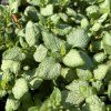 LAMIUM MACULATUM 'WHITE NANCY' kak1
