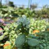 LAMIUM MACULATUM 'WHITE NANCY' kak2