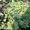LAMIUM MACULATUM 'WHITE NANCY' kak3