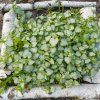 LAMIUM MACULATUM 'WHITE NANCY' shutt