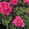 PELARGONIUM ZONALE 'LADY RAMONA'2