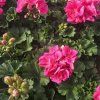 PELARGONIUM ZONALE 'LADY RAMONA'3