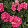 Pelargonium zonale Lady Ramona kak