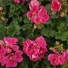 Pelargonium zonale Lady Ramona kak1