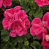 Pelargonium zonale Lady Ramona kak2