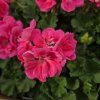 Pelargonium zonale Lady Ramona kak3