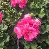 PELARGONIUM ZONALE 'LADY RAMONA' 1