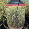 MISCANTHUS SINENSIS 'LITTLE ZEBRA' kak