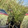 MISCANTHUS SINENSIS 'LITTLE ZEBRA' kak1