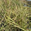 MISCANTHUS SINENSIS 'LITTLE ZEBRA' kak2