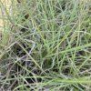 MISCANTHUS SINENSIS 'LITTLE ZEBRA' kak3
