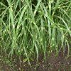 MISCANTHUS SINENSIS 'LITTLE ZEBRA' (OZDOBNICA)_istock