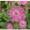 ASTRANTIA MAJOR 'PINK PRIDE' shut