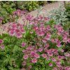 ASTRANTIA MAJOR 'PINK PRIDE' shut1