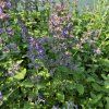 NEPETA 'BABY CAT' kak1