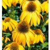 ECHINACEA PURPUREA 'GOLDEN SKIPPER' shut2