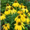 ECHINACEA PURPUREA 'GOLDEN SKIPPER' shut