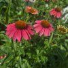 ECHINACEA 'MEDITATION CERISE' kak5