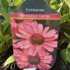 ECHINACEA 'MEDITATION CERISE' kak