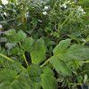 ASTILBE 'BLACK PEARLS' kak1