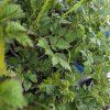 ASTILBE 'BLACK PEARLS' kak2