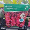 LOBELIA SPECIOSA 'FANSHIP DEEP ROSE'kak1