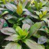 LOBELIA SPECIOSA 'FANSHIP DEEP ROSE' kak