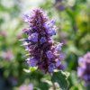 AGASTACHE 'BLUE BOA' ist1