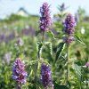 AGASTACHE 'BLUE BOA' ist