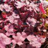 HEUCHERA 'WILD ROSE' kak1