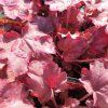 HEUCHERA 'WILD ROSE' kak3