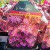 HEUCHERA 'WILD ROSE' kak