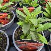 HELENIUM 'SALSA' kak1
