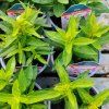 PHLOX PANICULATA 'EARLY PINK' kak1