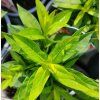 PHLOX PANICULATA 'EARLY PINK' kak4