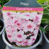 PHLOX PANICULATA 'EARLY PINK kak'