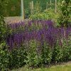 SALVIA SUPERBA 'APRIL NIGHT'shutt