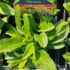 VERONICA SPICATA 'CANDLES ROYAL' kak1