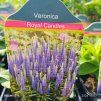 VERONICA SPICATA 'CANDLES ROYAL' kak2