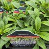 VERONICA SPICATA 'CANDLES ROYAL' kak3