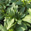 VERONICA SPICATA 'CANDLES ROYAL' kak5