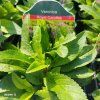 VERONICA SPICATA 'CANDLES ROYAL' kak