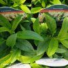 VERONICA SPICATA 'SNOW CANDLES' kak1