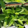 VERONICA SPICATA 'SNOW CANDLES' kak2