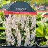 VERONICA SPICATA 'SNOW CANDLES' kak3