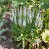 VERONICA SPICATA 'CANDLES SNOW' shutt