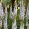 VERONICA SPICATA 'CANDLES SNOW' shutt2