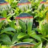 VERONICA SPICATA 'SNOW CANDLES' kak
